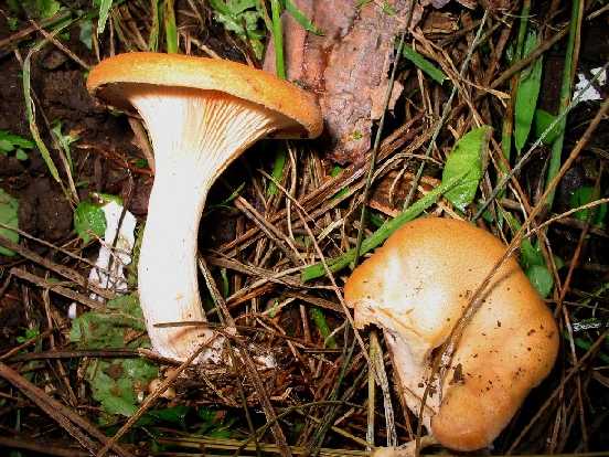 Nel giardino di Fior............